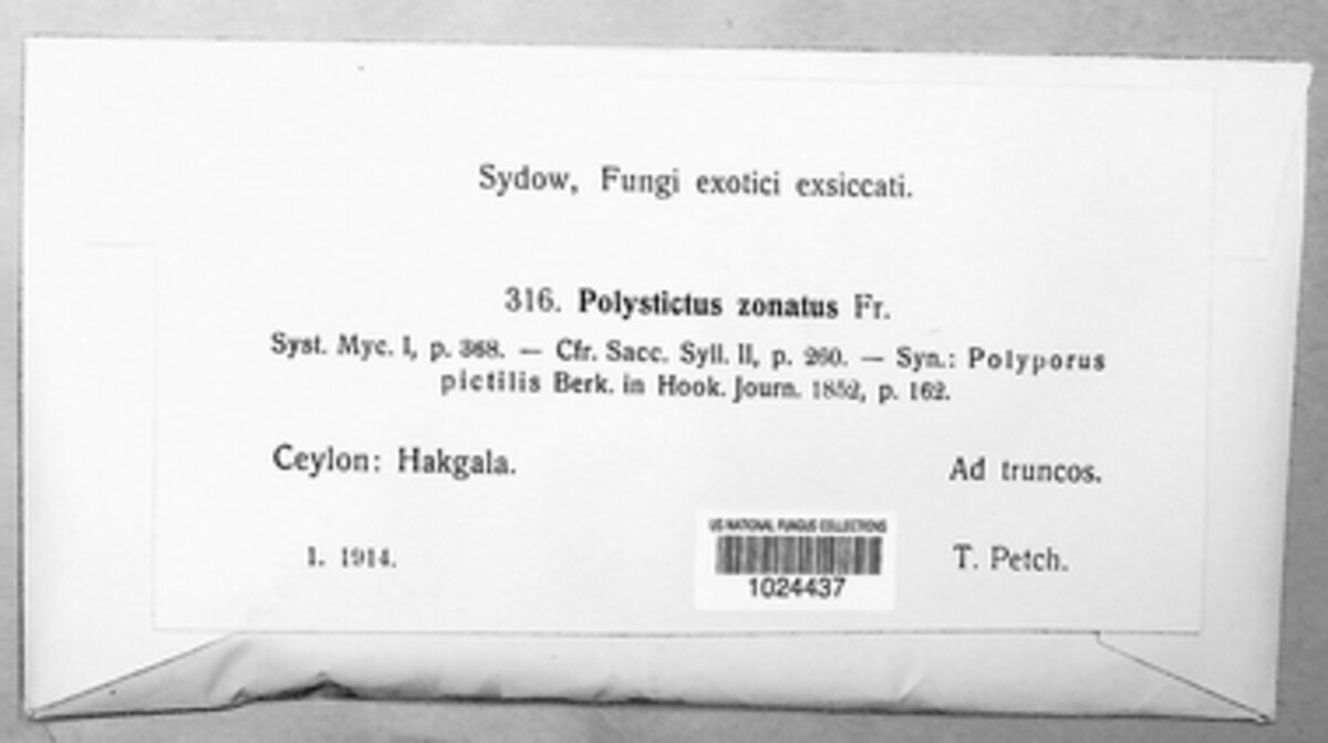 Polystictus zonatus image